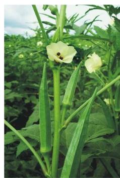 Bhindi Seeds-F1 US-280 – Urja Seeds