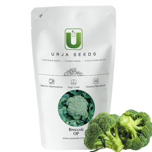 Broccoli Seeds-Green Sprouting