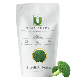 Broccoli Seeds  F-1 Hybrid Festive