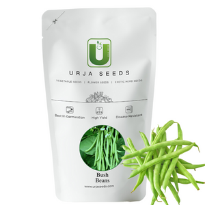 Beans  Seeds Chanda (Bush Beans)