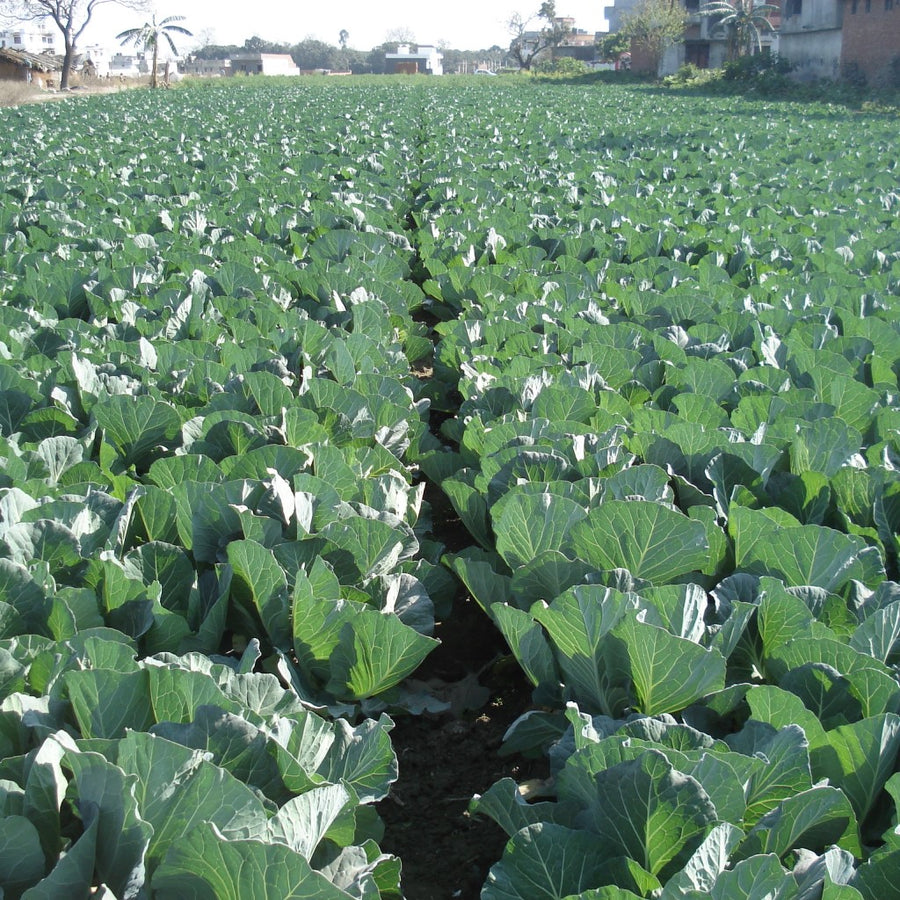 Cabbage Seeds F-1 Hybrid Manasi