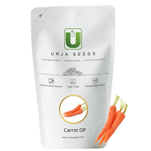 Carrot Seeds Shin Kuroda