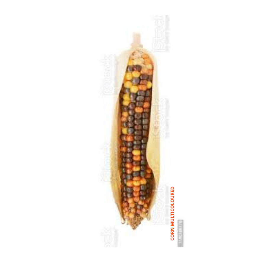 Corn Multicoloured Seeds