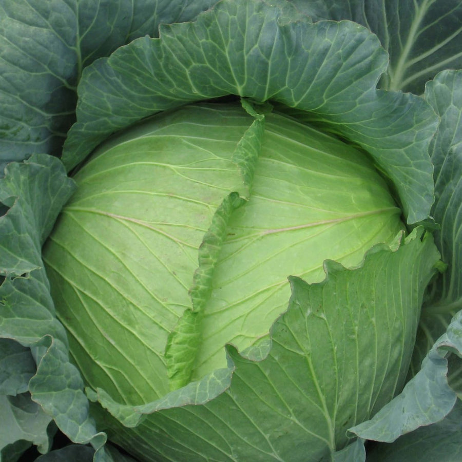 Cabbage Seeds F-1 Hybrid Manasi