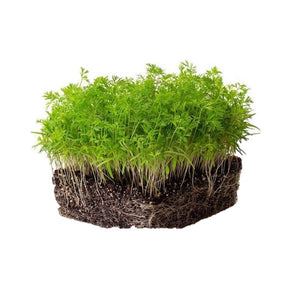 Carrot - Micro green Seeds