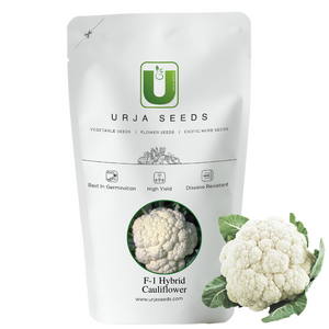 Cauliflower Seeds  F-1 Hybrid US-3333