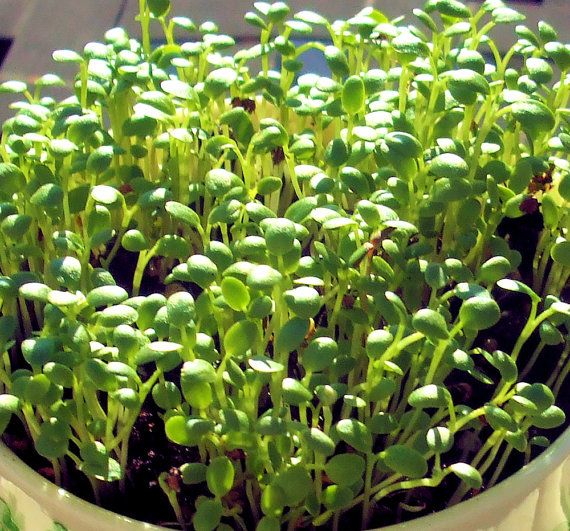 Clover Micro green Seeds