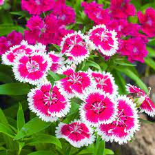 Dianthus Baby Doll Mixed -Flower Seeds
