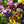 Load image into Gallery viewer, Pansy Velvet Mixed - flower seeds
