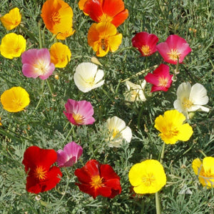 Eschscholzia Mixed (California Poppy) -Flower Seeds