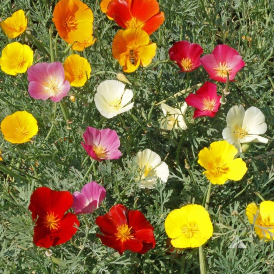 Eschscholzia Mixed (California Poppy) -Flower Seeds