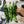 Load image into Gallery viewer, Chilli Seeds  F-1 Hybrid US-8283 (Achari)
