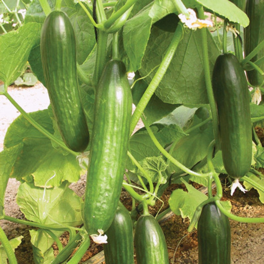 Cucumber  Seeds F-1 Hybrid Bella (Poly-House Variety)