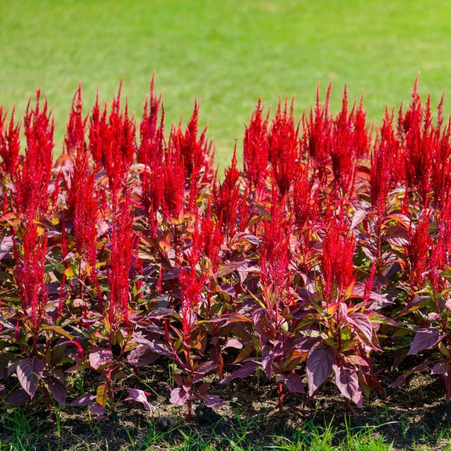 Celosia Red Fire - Flower Seeds
