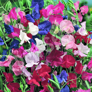 Sweet Pea Spencer mixed - Flower Seeds