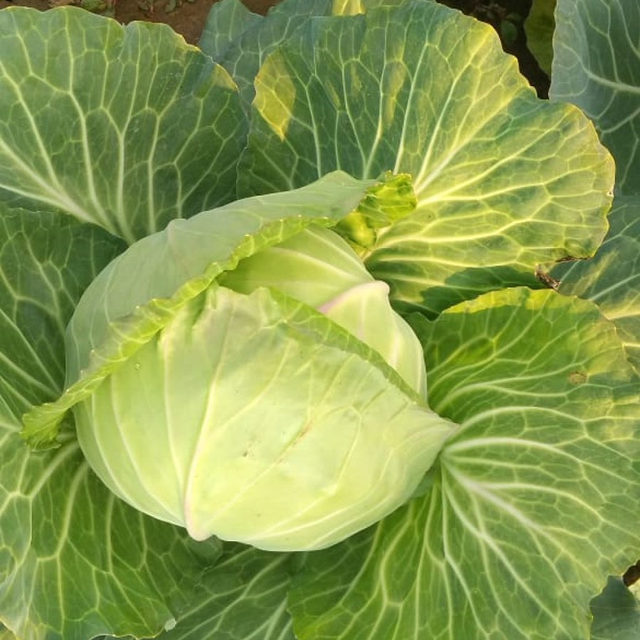 Cabbage Seeds  Golden Acre
