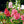 Load image into Gallery viewer, Hollyhock Dwarf Flower Seeds
