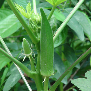 Bhindi Seeds F-1 Hybrid US-120