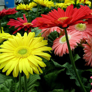 Gerbera Single Flower Mixed (Hybrid) - Flower Seeds