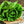 Load image into Gallery viewer, Lettuce Seeds Romaine
