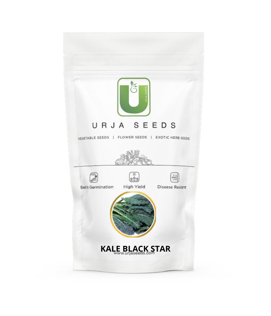 Kale Seeds  Black Star KGP