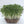 Load image into Gallery viewer, Komatsuna Micro green Seeds
