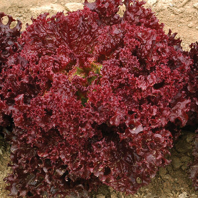 Lettuce Lolla Red - Vegetable Seeds
