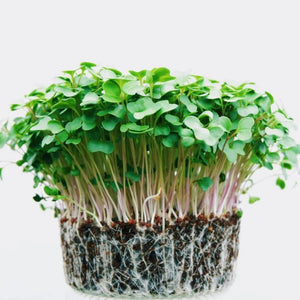 Broccoli -Micro Green Seeds