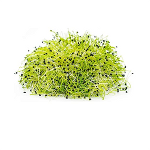 Onion - Micro green Seeds