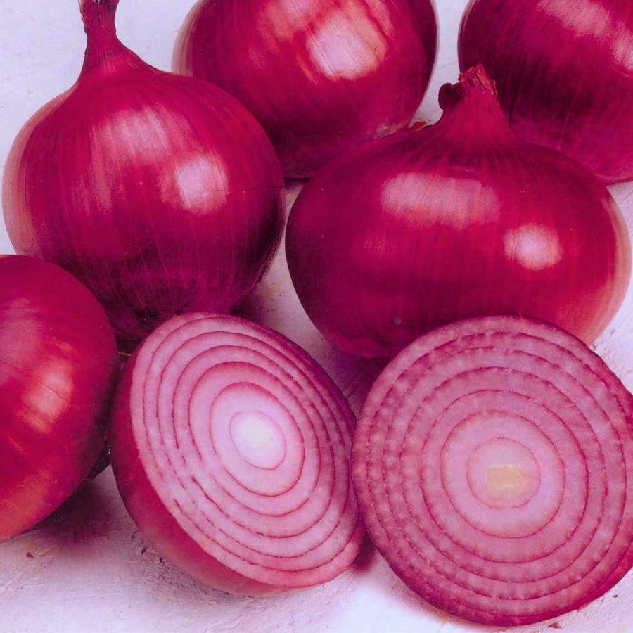 Onion Seeds Dark Red