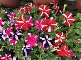 Petunia NC Mix - Flower Seeds