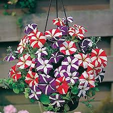 petunia mix flower seeds Petunia NC Mix