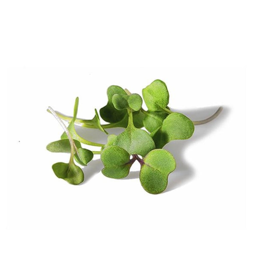 Kale -Micro green Seeds