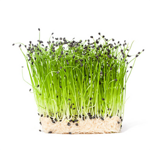 Onion - Micro green Seeds