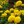 Load image into Gallery viewer, Marigold Nirvana - Yellow (Hybrid) - Flower Seeds
