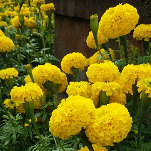Marigold Nirvana - Yellow (Hybrid) - Flower Seeds