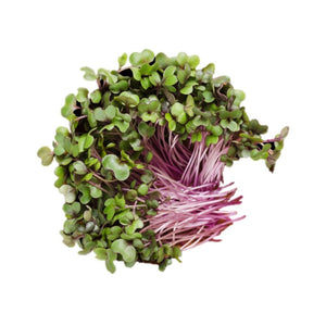 Red Cabbage - Micro green Seeds