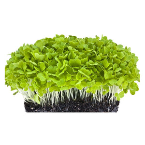 Cabbage - Micro green Seeds