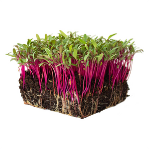 Beetroot - Micro Green Seeds