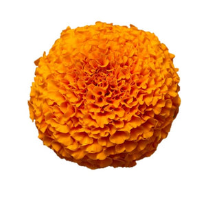 Marigold Nirvana - Orange (Hybrid) - Flower Seeds