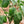 Load image into Gallery viewer, Capsicum Seeds California Wonder
