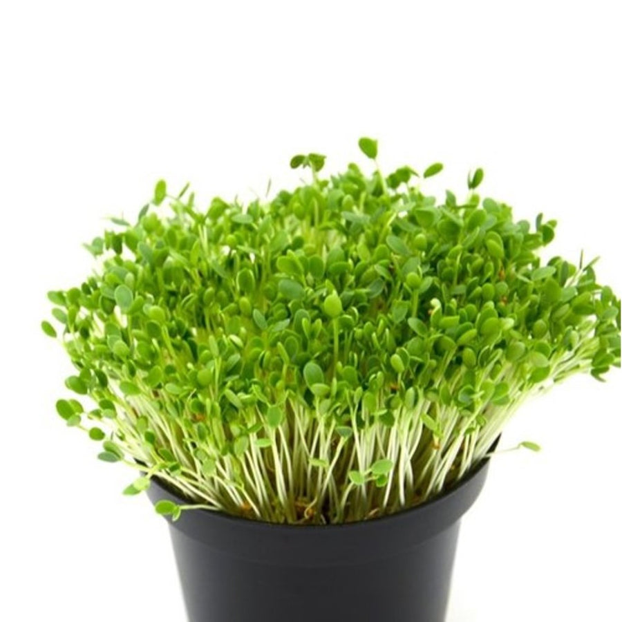 Fenugreek -Micro green Seeds