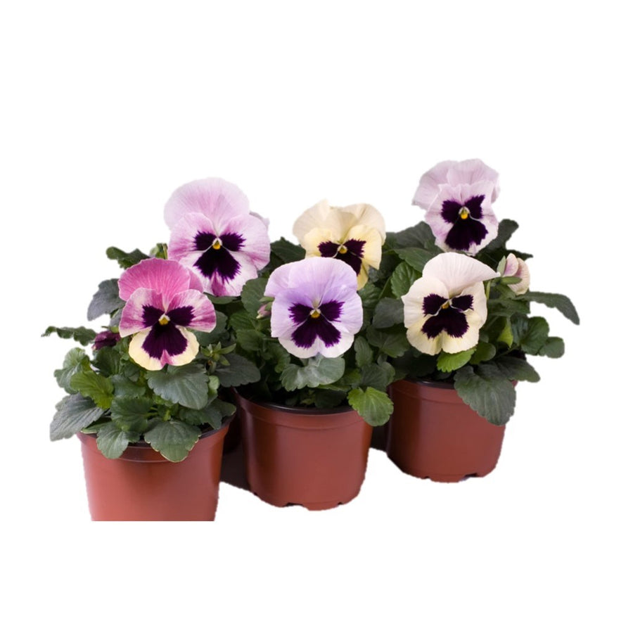 Pansy Cello Mixture (Hybrid) - Flower Seeds