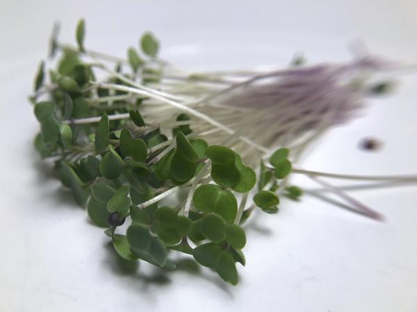 Red Kale Micro green Seeds