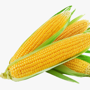 Sweet Corn Seeds F-1 Hybrid Amaze