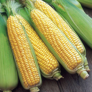 Sweet Corn Seeds F-1 Hybrid Amaze