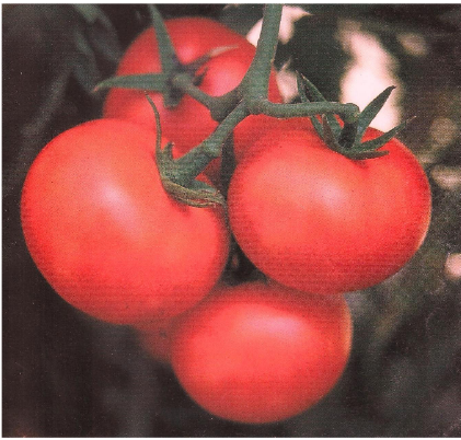 Tomato Seeds F-1 Hybrid US - Himshika (Indeterminate)
