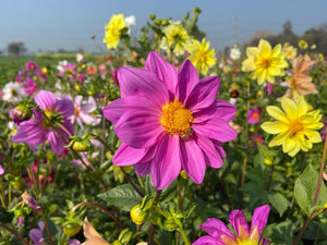 Dahlia Tall Star Mixed - Flower Seeds