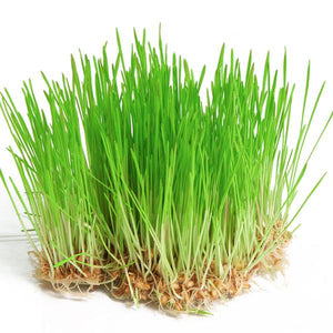 Wheat Grass Micro Green Seeds