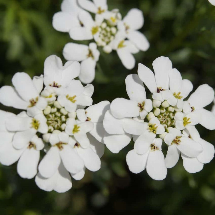 Candytuft White - Flower Seeds
